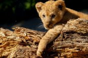 Iveta-leto-zoo-iii-0724_2